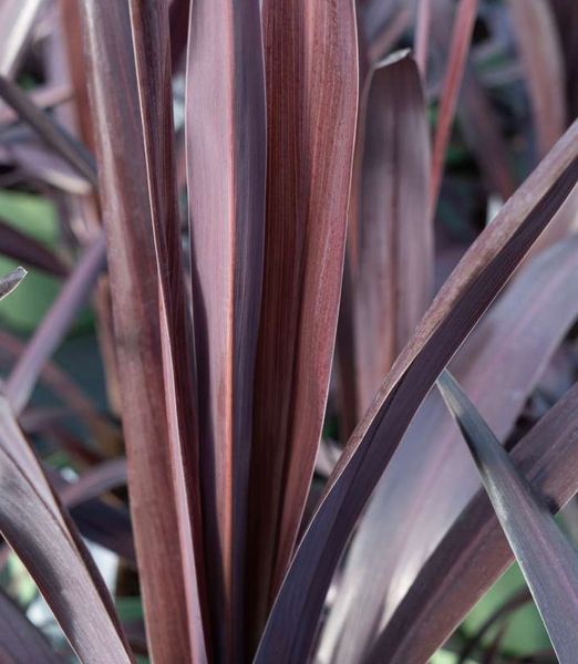Cordyline obtecta 'Superstar'
